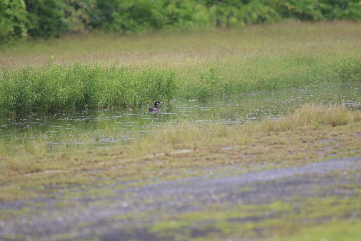 Greater Scaup - ML611288437