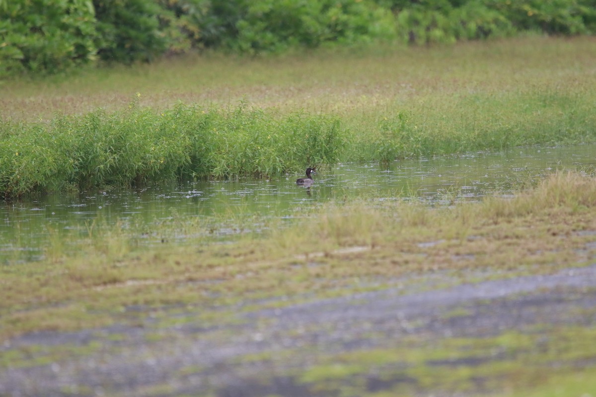 Greater Scaup - Ben Cotter