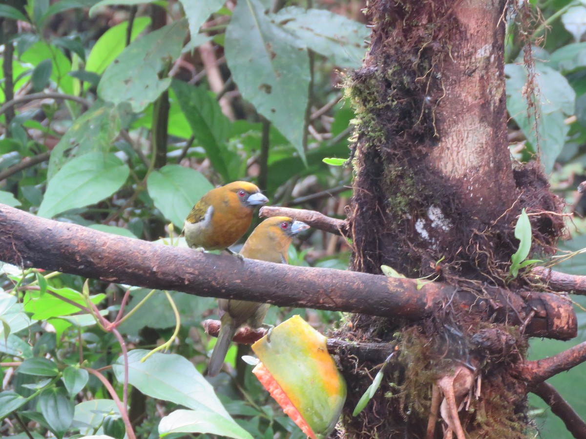 Prong-billed Barbet - la h