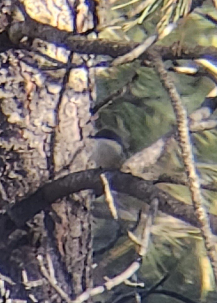 Pygmy Nuthatch - Jethro Runco