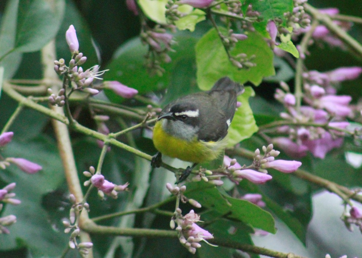 Bananaquit - ML611288593