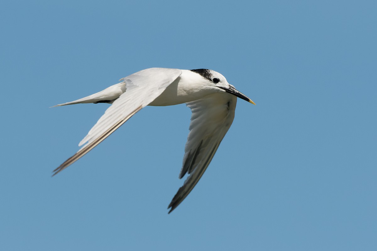 Sandwich Tern - Lori Buhlman