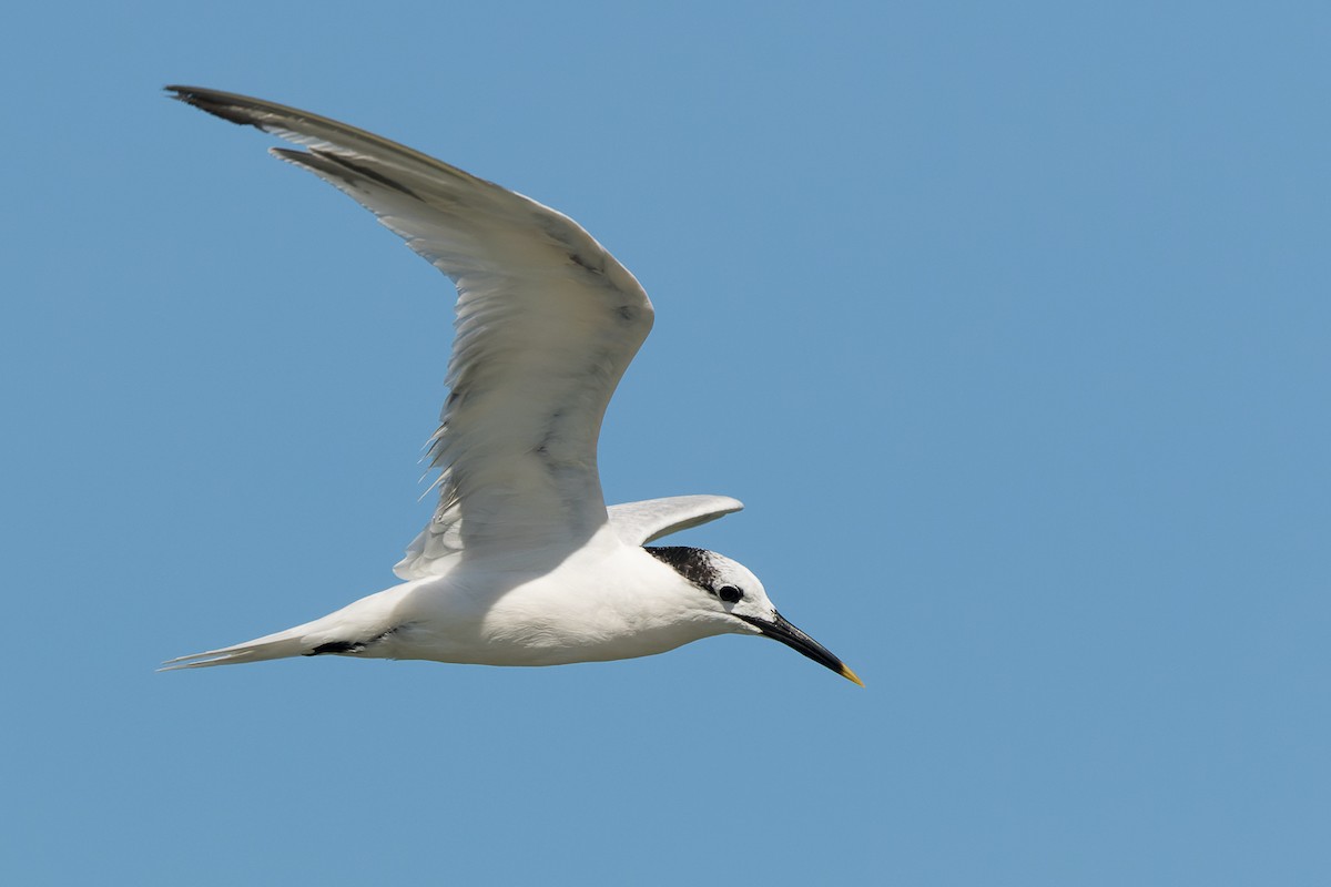 Sandwich Tern - Lori Buhlman