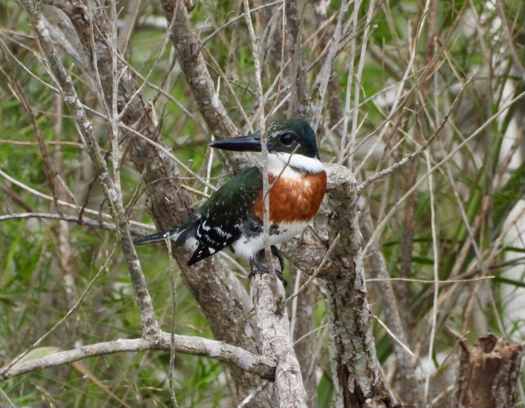 Green Kingfisher - Leo  Costello