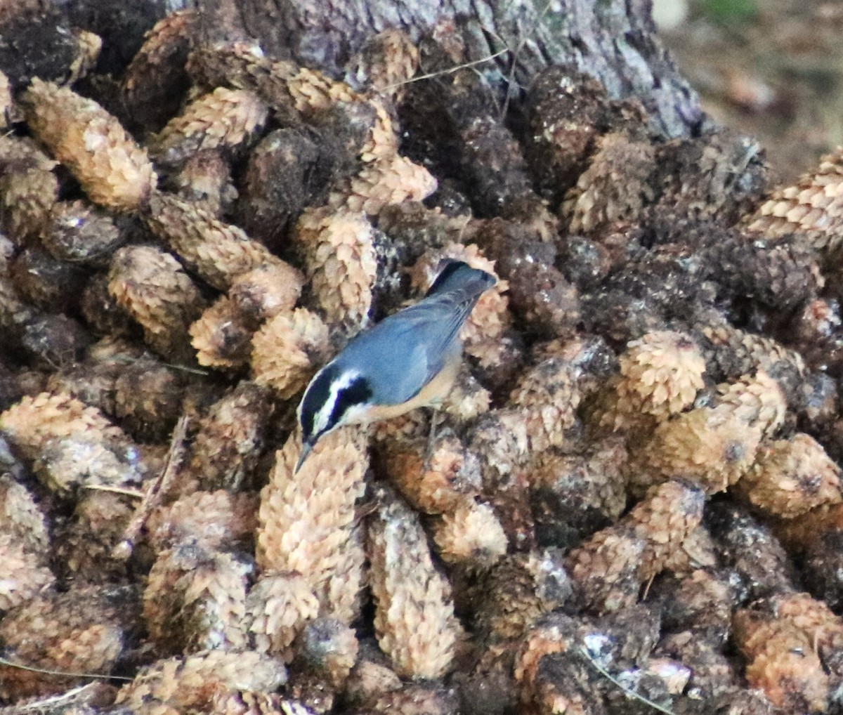 Red-breasted Nuthatch - ML611288629