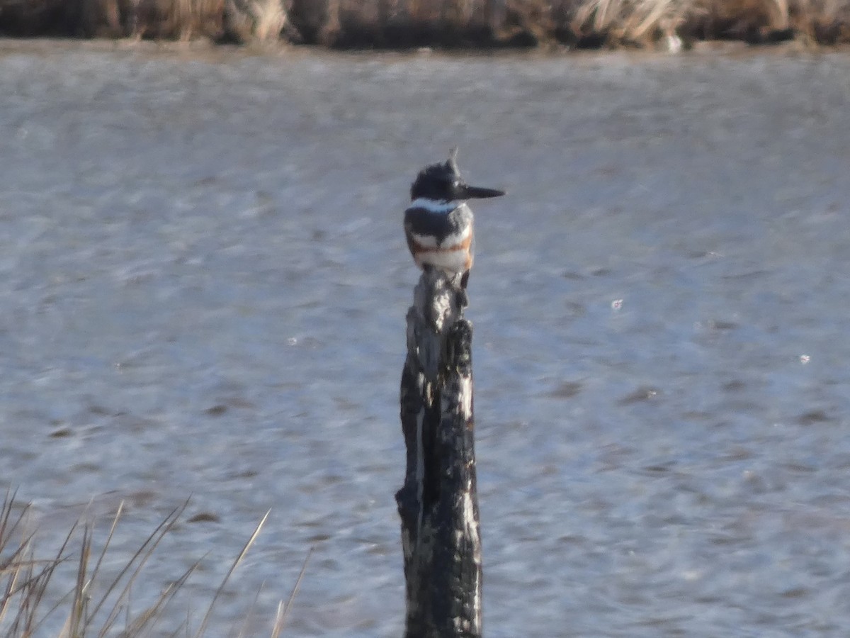 Belted Kingfisher - Aarzu Maknojia