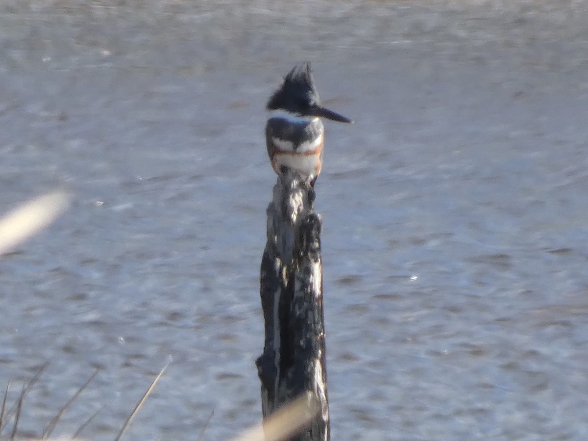 Belted Kingfisher - Aarzu Maknojia