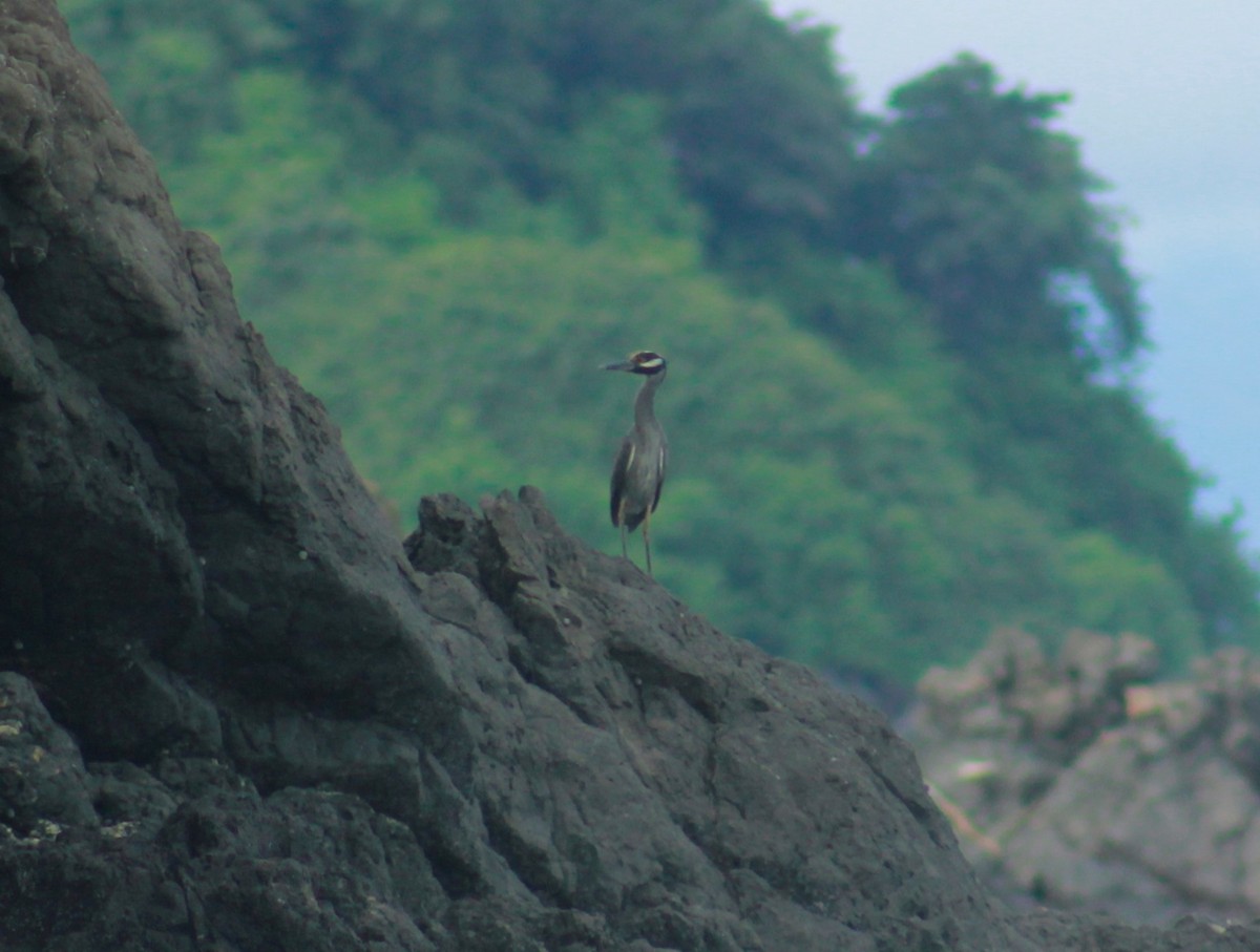 Yellow-crowned Night Heron - ML611288771