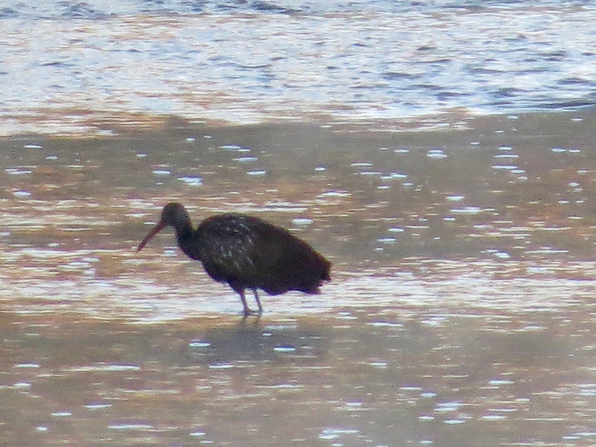 Limpkin - ML611288821