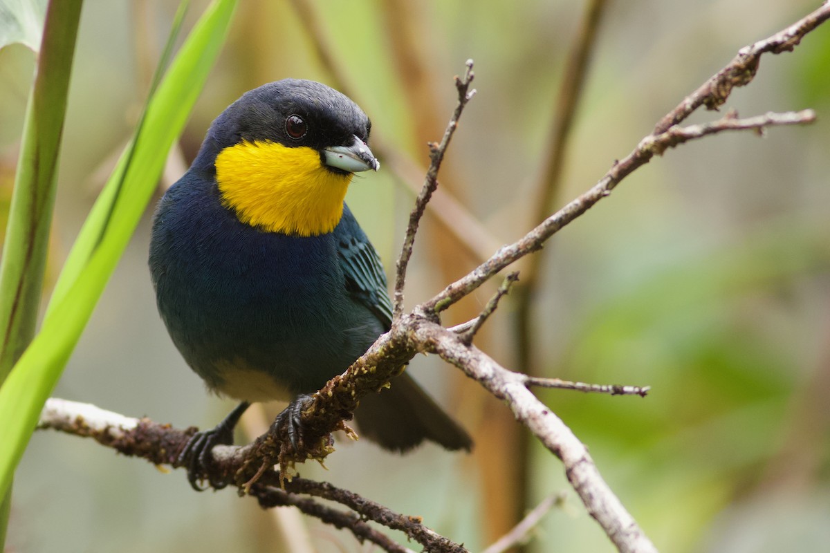 Purplish-mantled Tanager - ML611288864