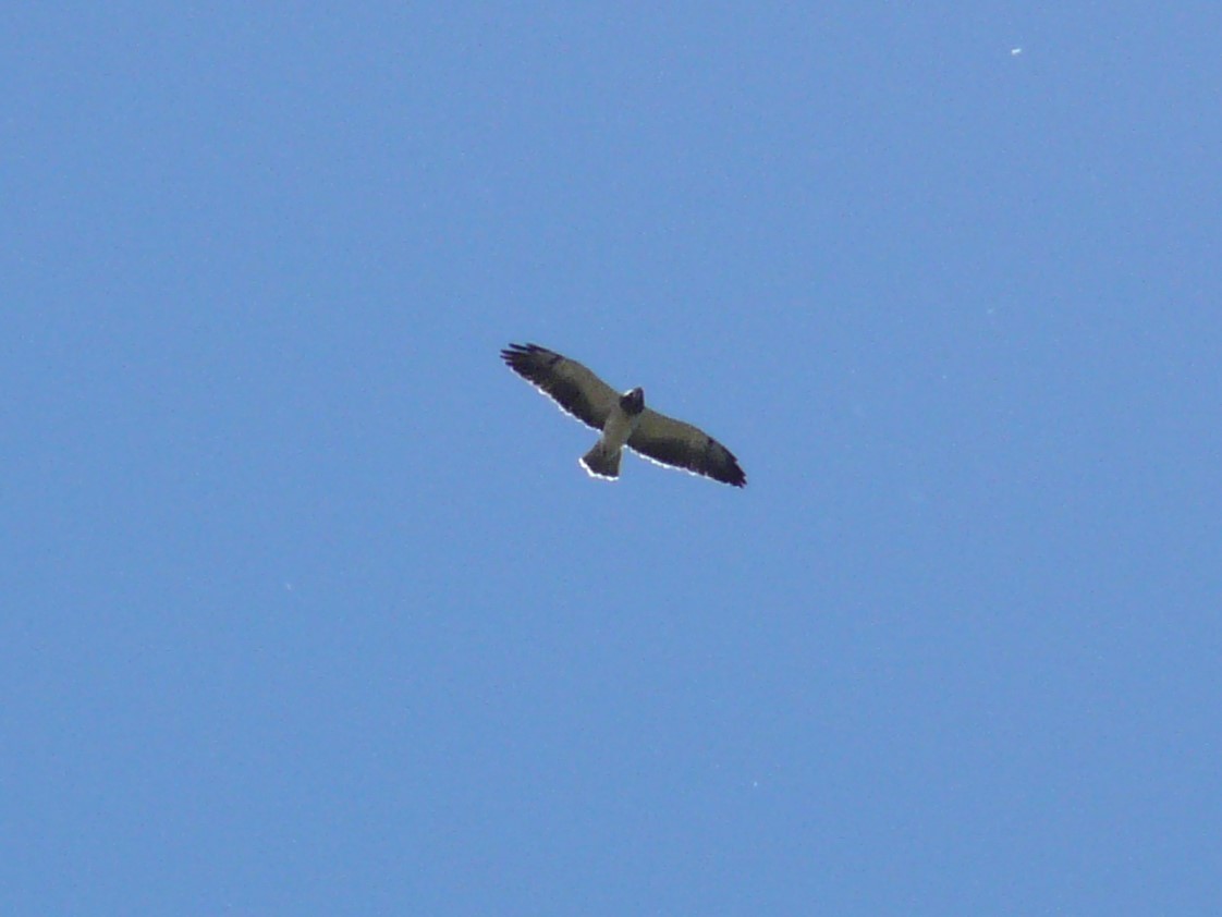 Swainson's Hawk - ML611288908