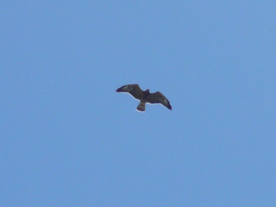 Swainson's Hawk - ML611288909