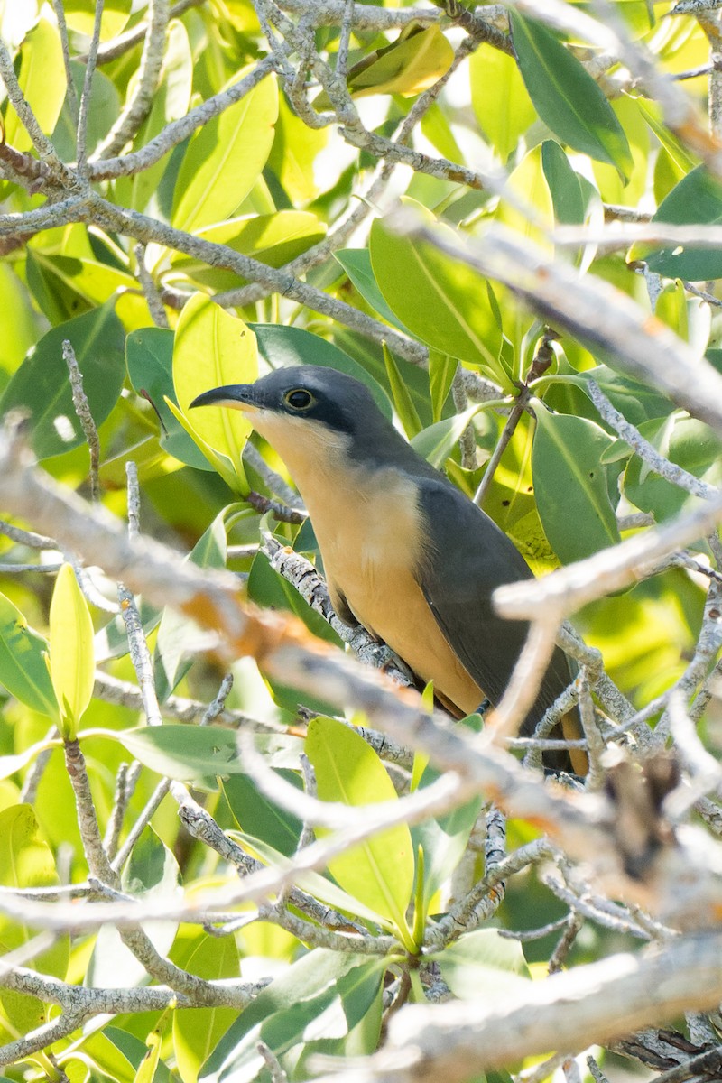 Mangrove Cuckoo - ML611288982