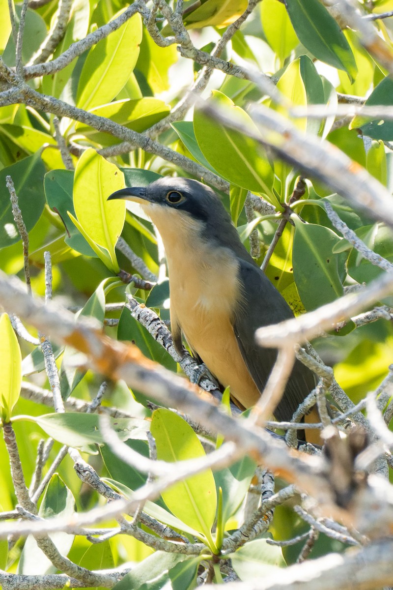 Mangrove Cuckoo - ML611288985