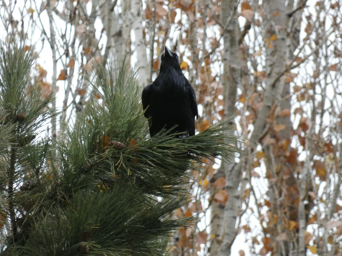 Common Raven - ML611288990