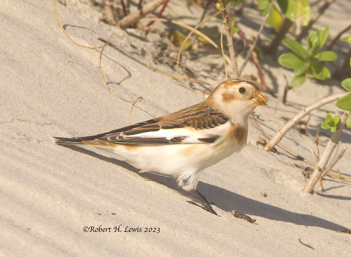 Snow Bunting - ML611289067