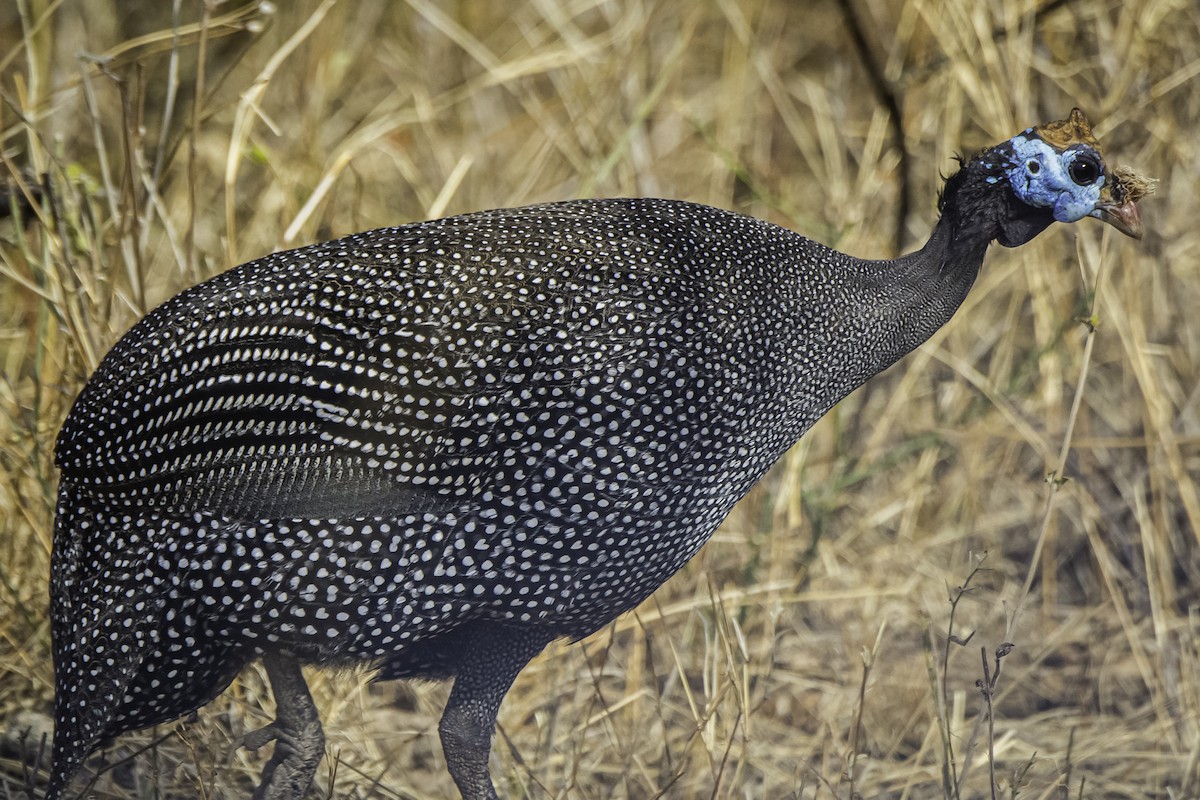 Helmeted Guineafowl - ML611289132