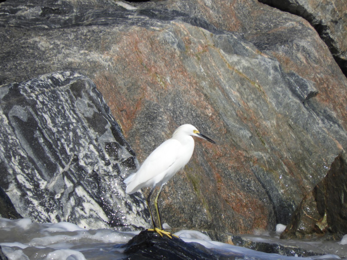 Snowy Egret - ML611289155