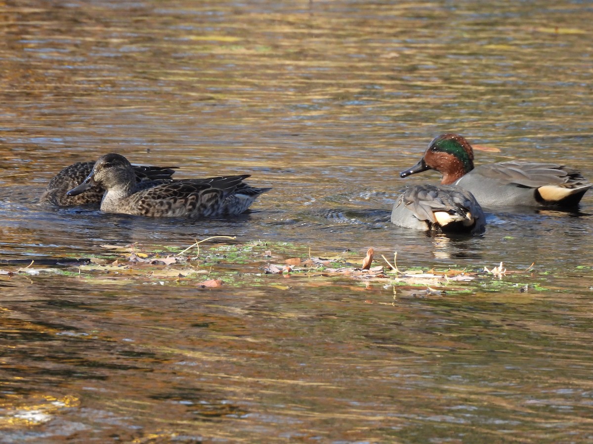 Green-winged Teal - ML611289253