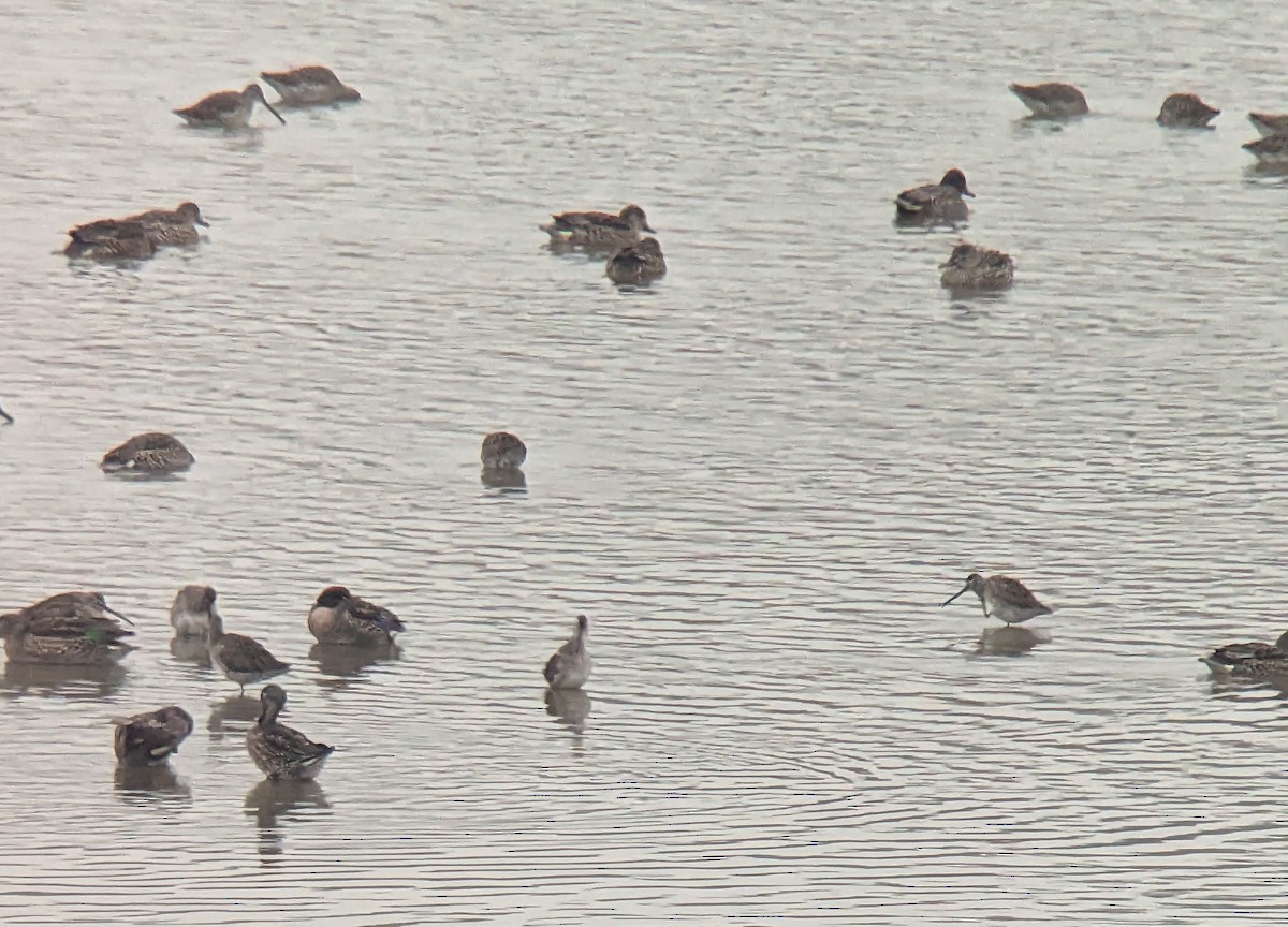 Long-billed Dowitcher - ML611289304