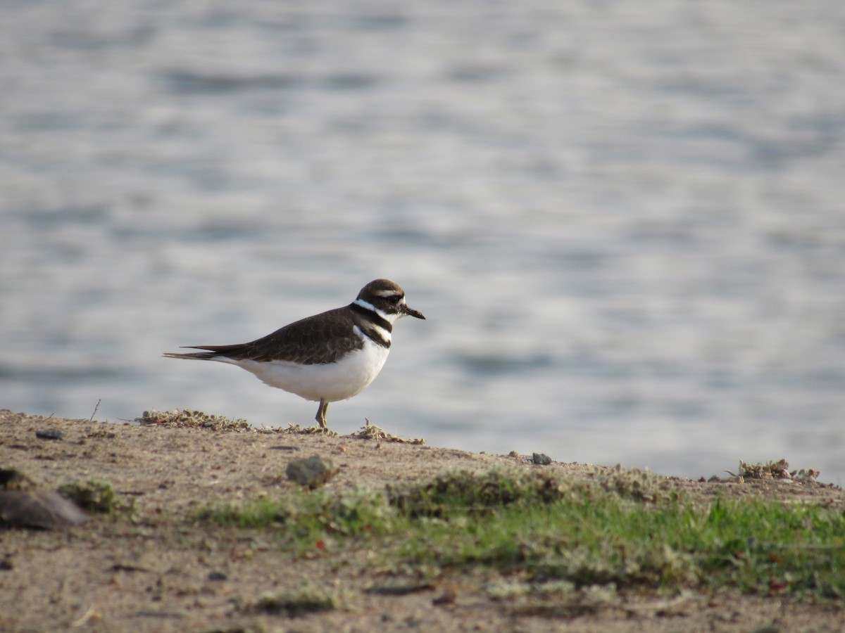 Killdeer - Daniel Gillingwater