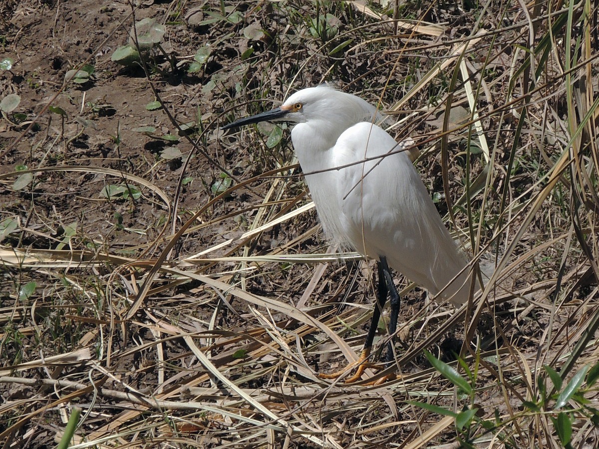 Snowy Egret - Simón Pla García