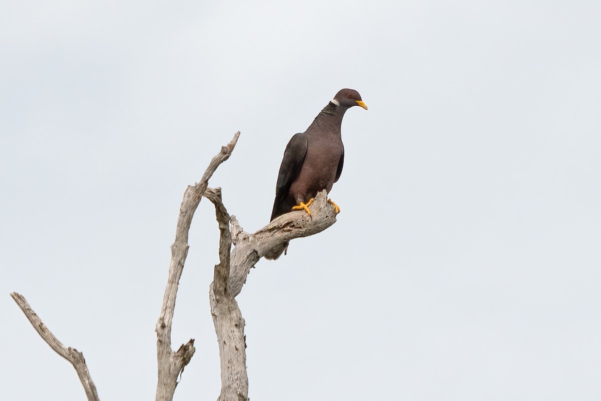 Band-tailed Pigeon - ML611289483