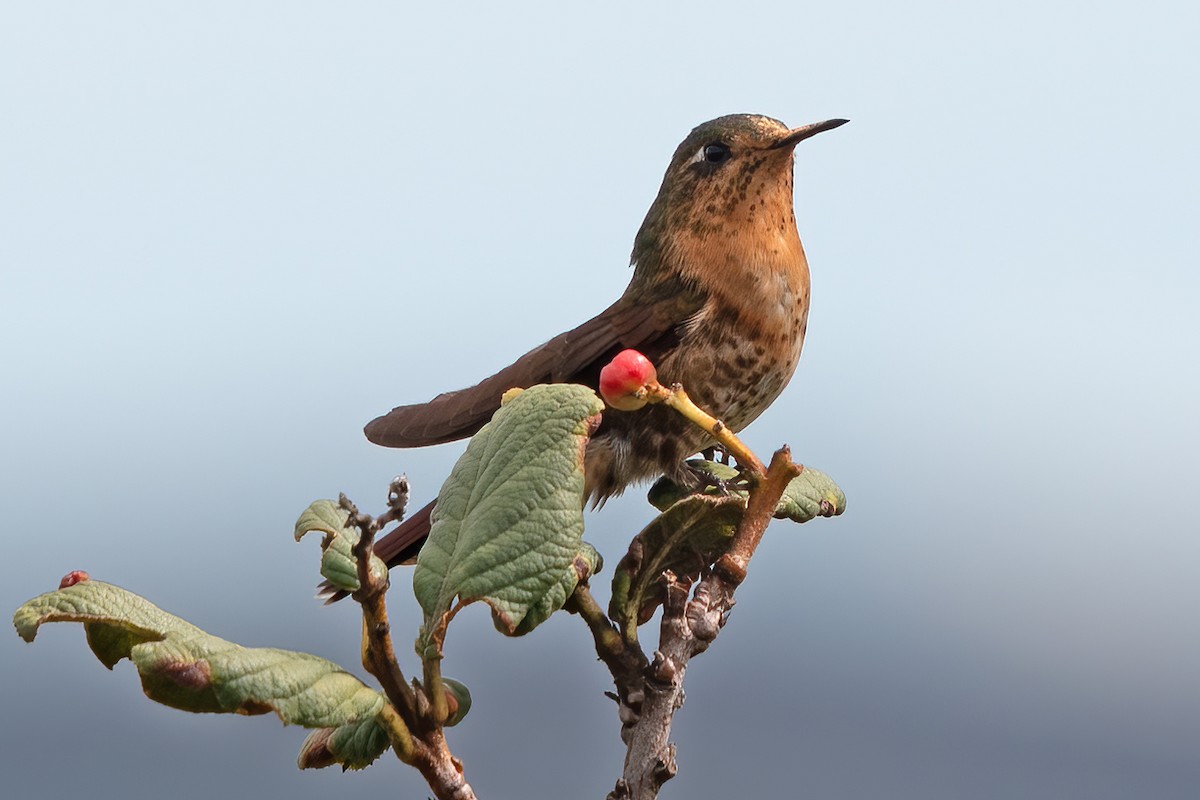 kolibřík perijský - ML611289507