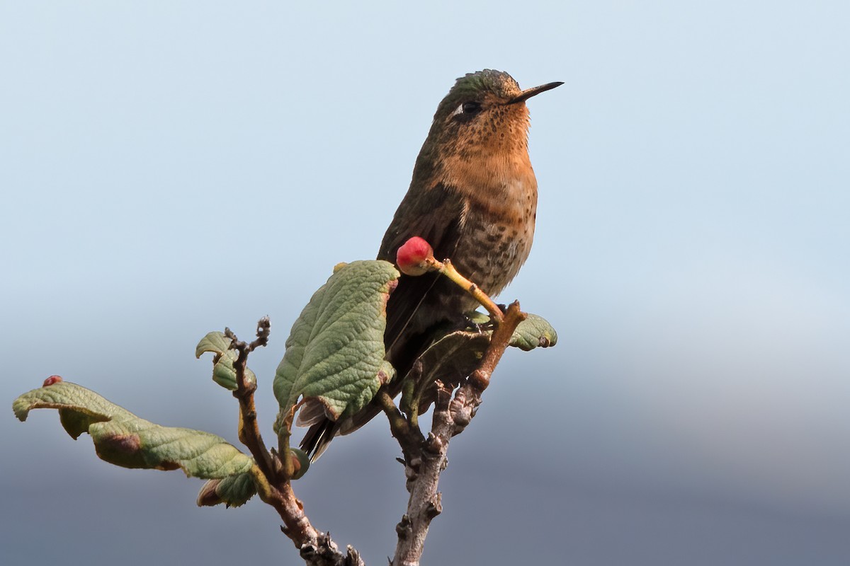 kolibřík perijský - ML611289508
