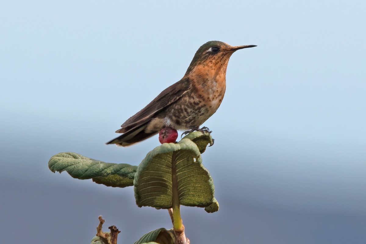 kolibřík perijský - ML611289509