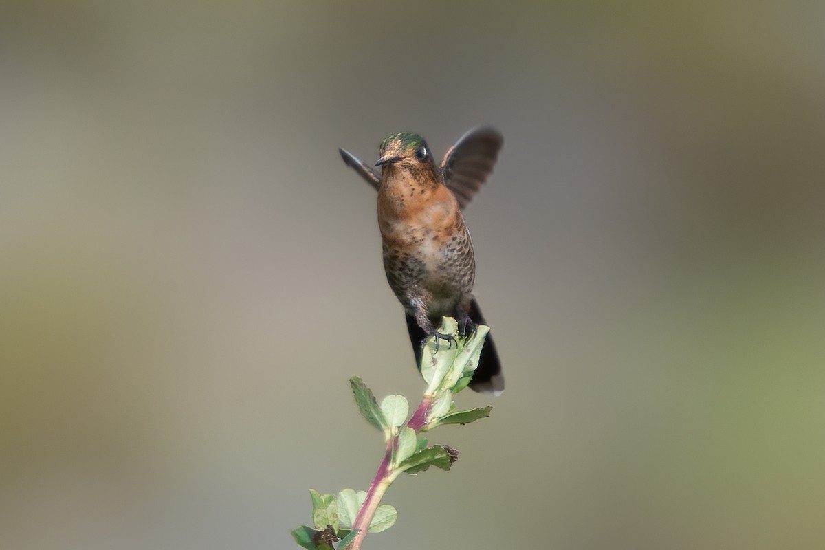 Perija Metaltail - ML611289510