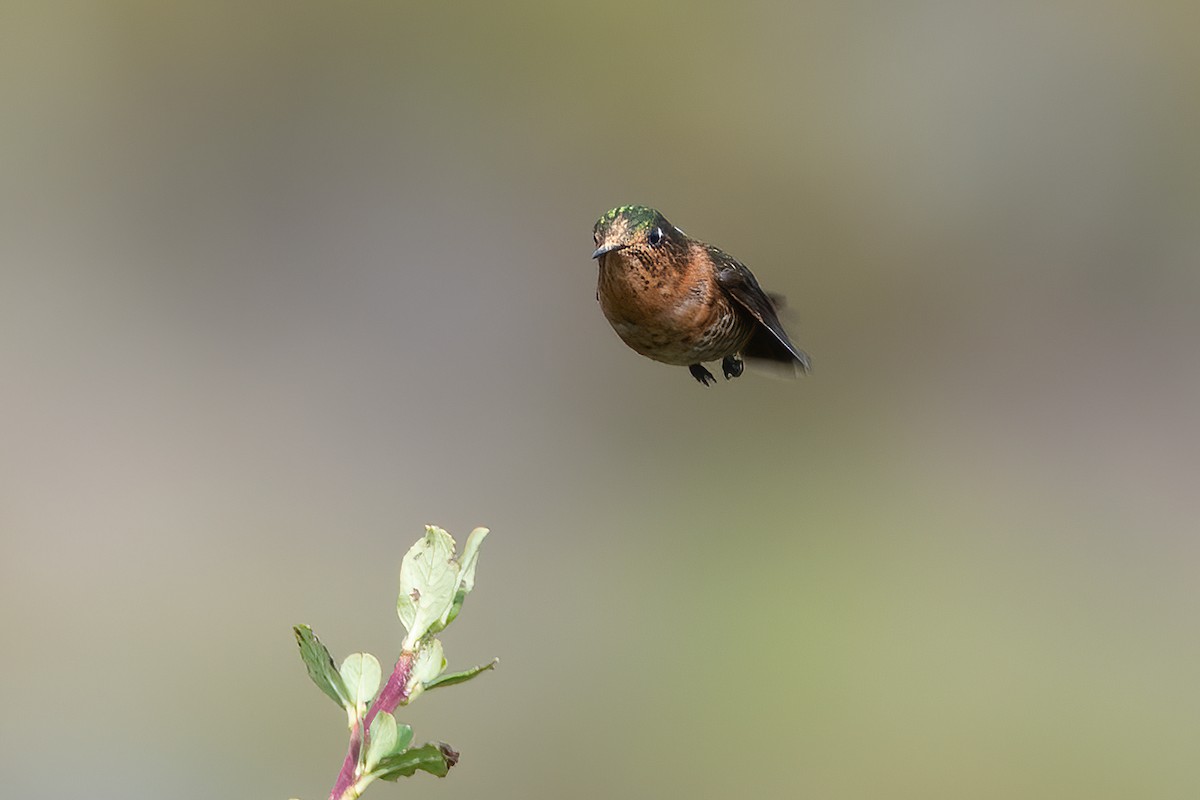 kolibřík perijský - ML611289511