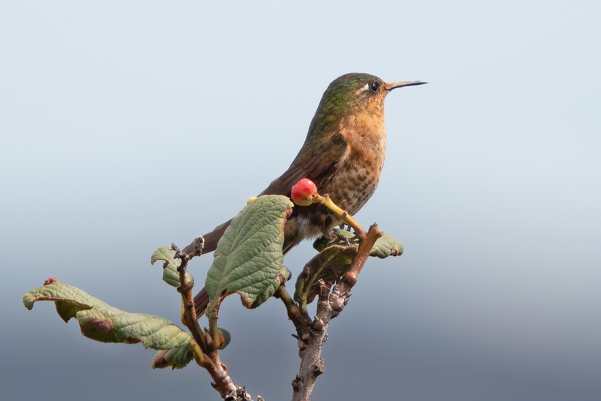 kolibřík perijský - ML611289512