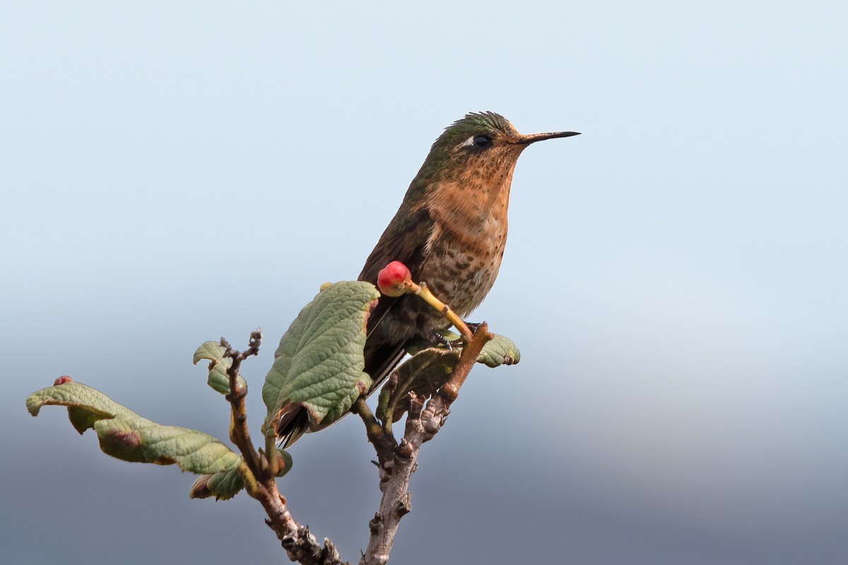 kolibřík perijský - ML611289513