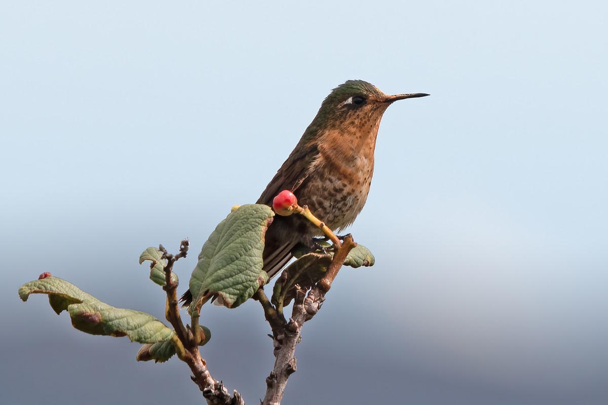 kolibřík perijský - ML611289514