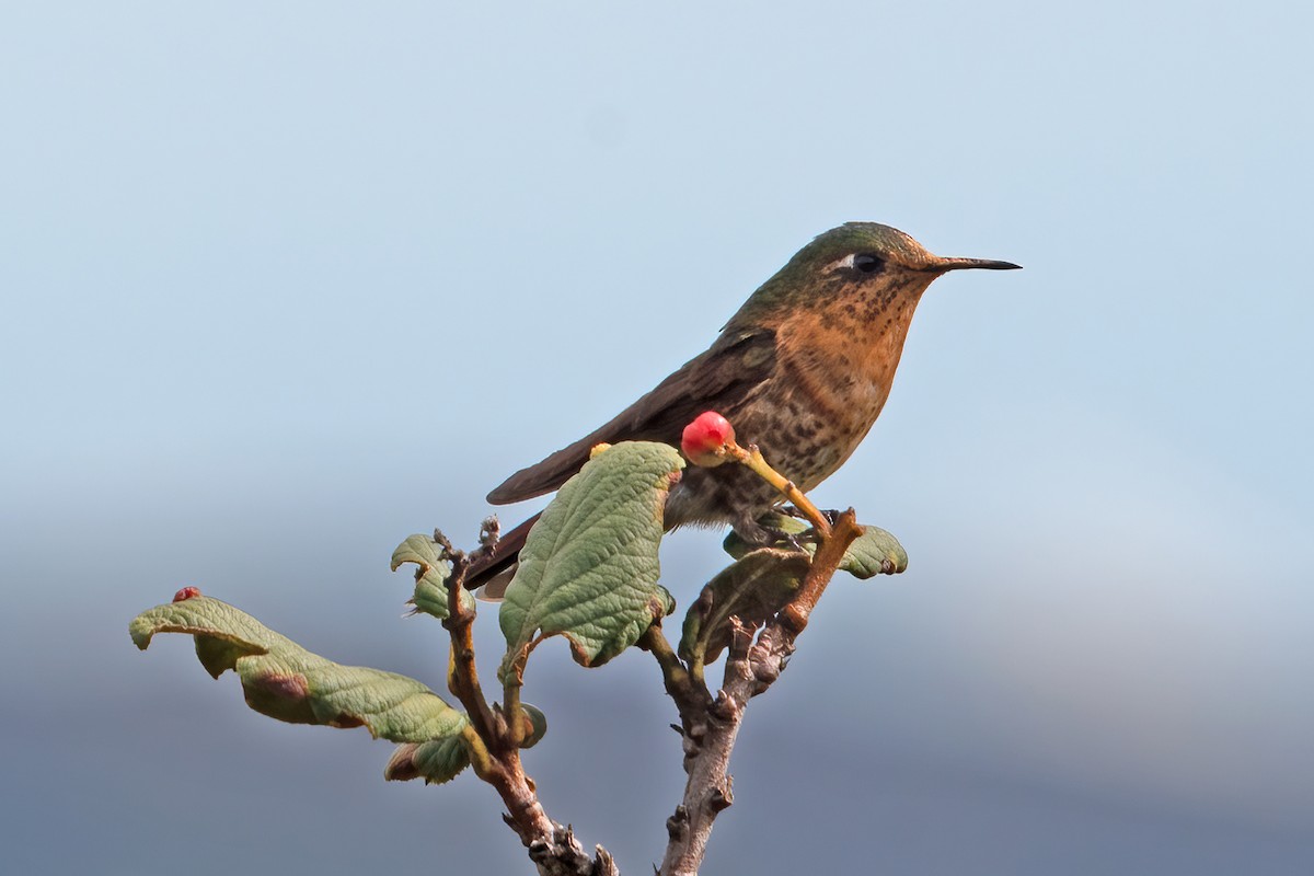 kolibřík perijský - ML611289515