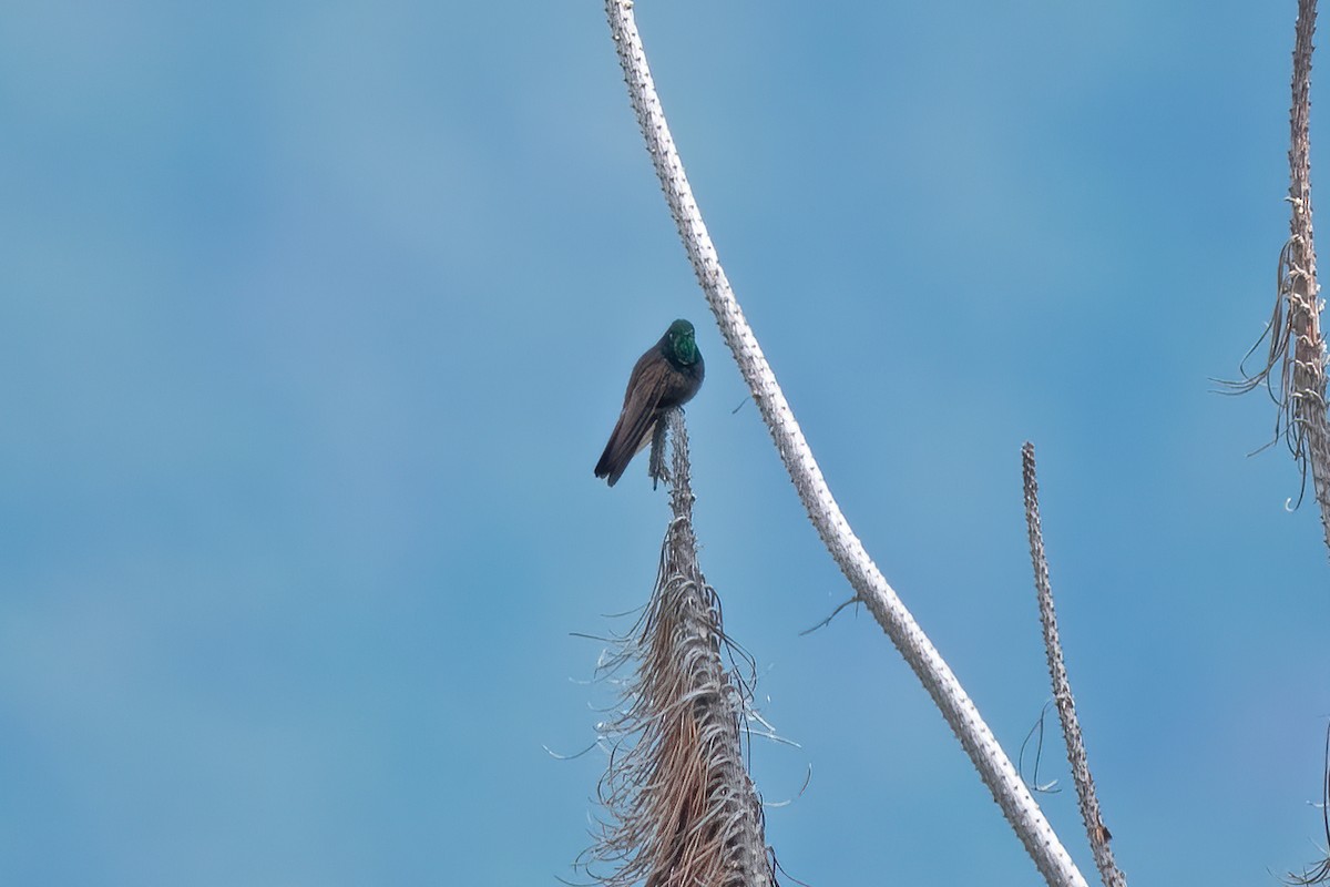 kolibřík perijský - ML611289516