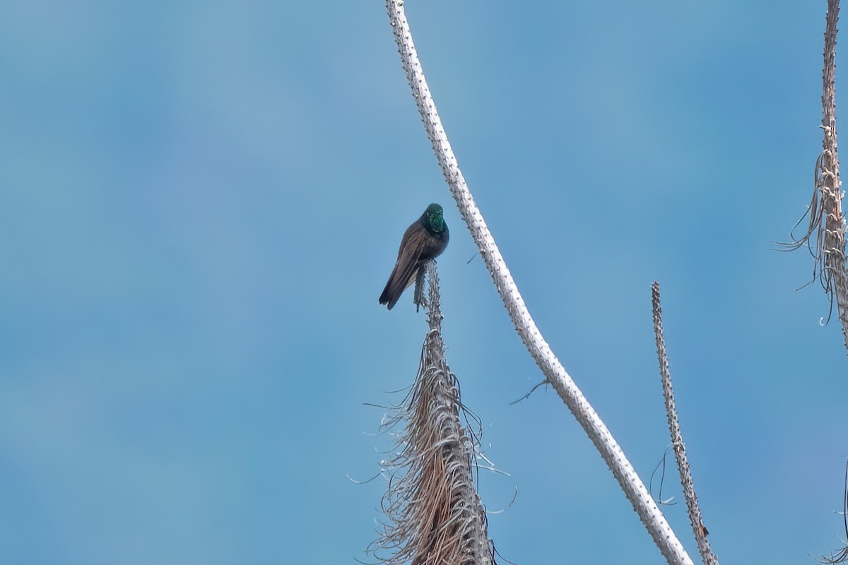 Perija Metaltail - ML611289516