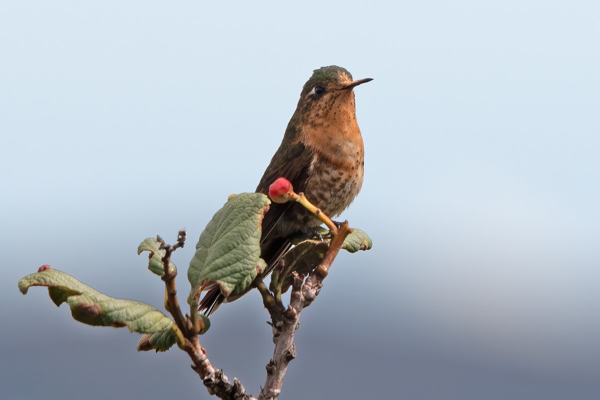 kolibřík perijský - ML611289518