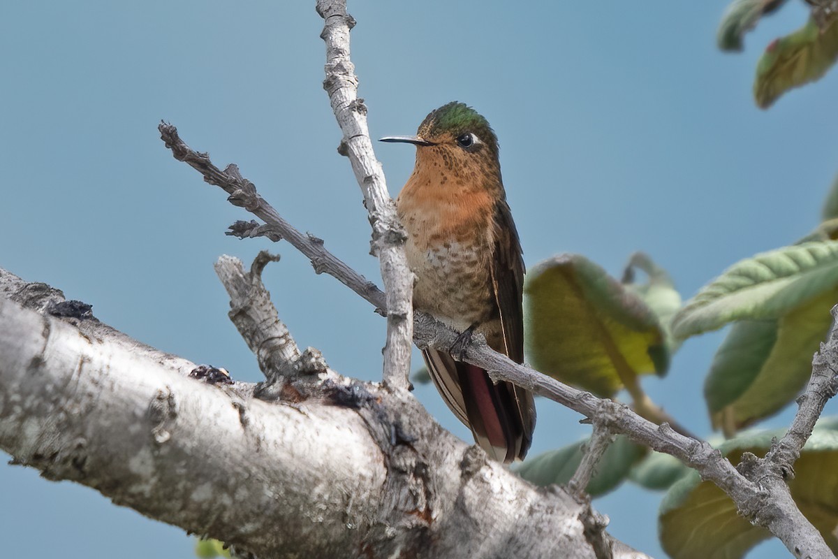 kolibřík perijský - ML611289519