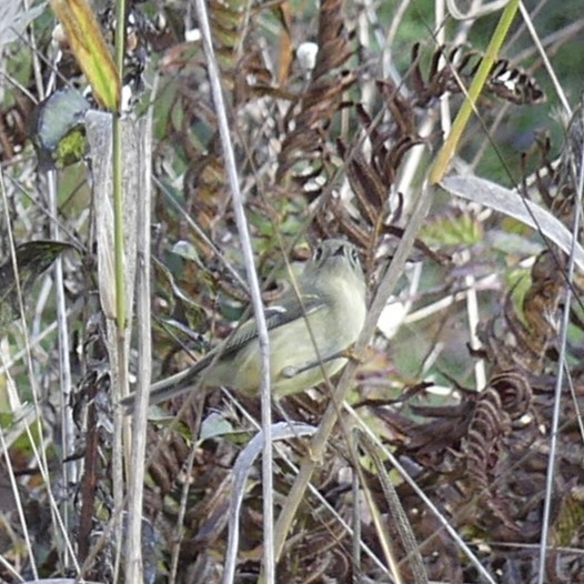 Ruby-crowned Kinglet - ML611289576