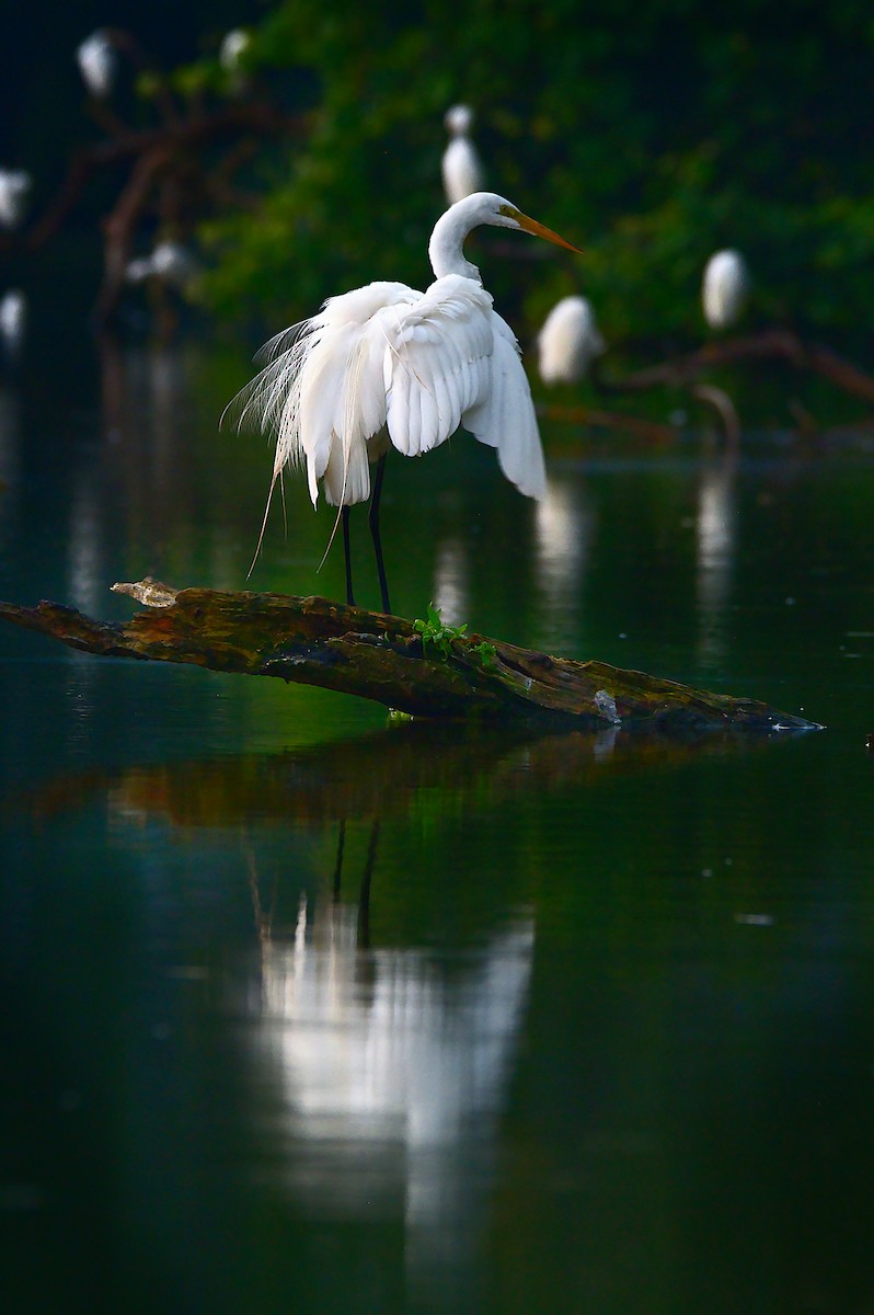 Great Egret - ML611289611