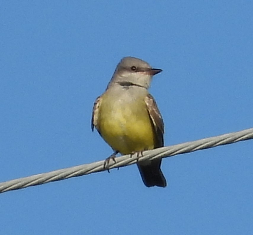 Western Kingbird - ML611289618
