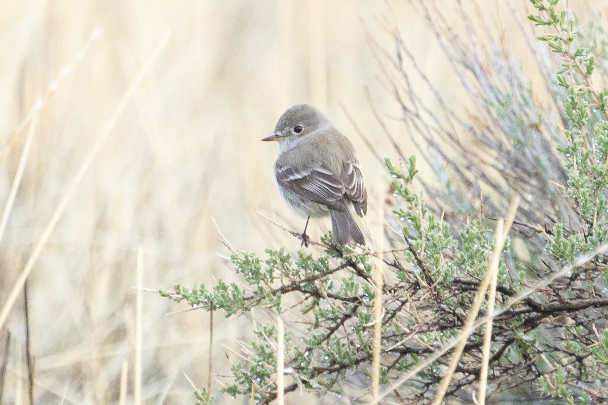 Gray Flycatcher - ML611289691