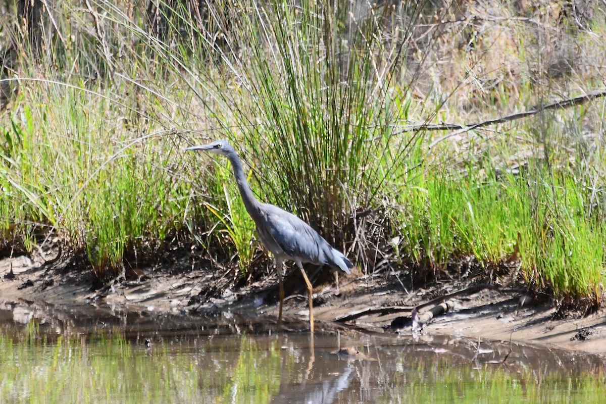 White-faced Heron - ML611289800