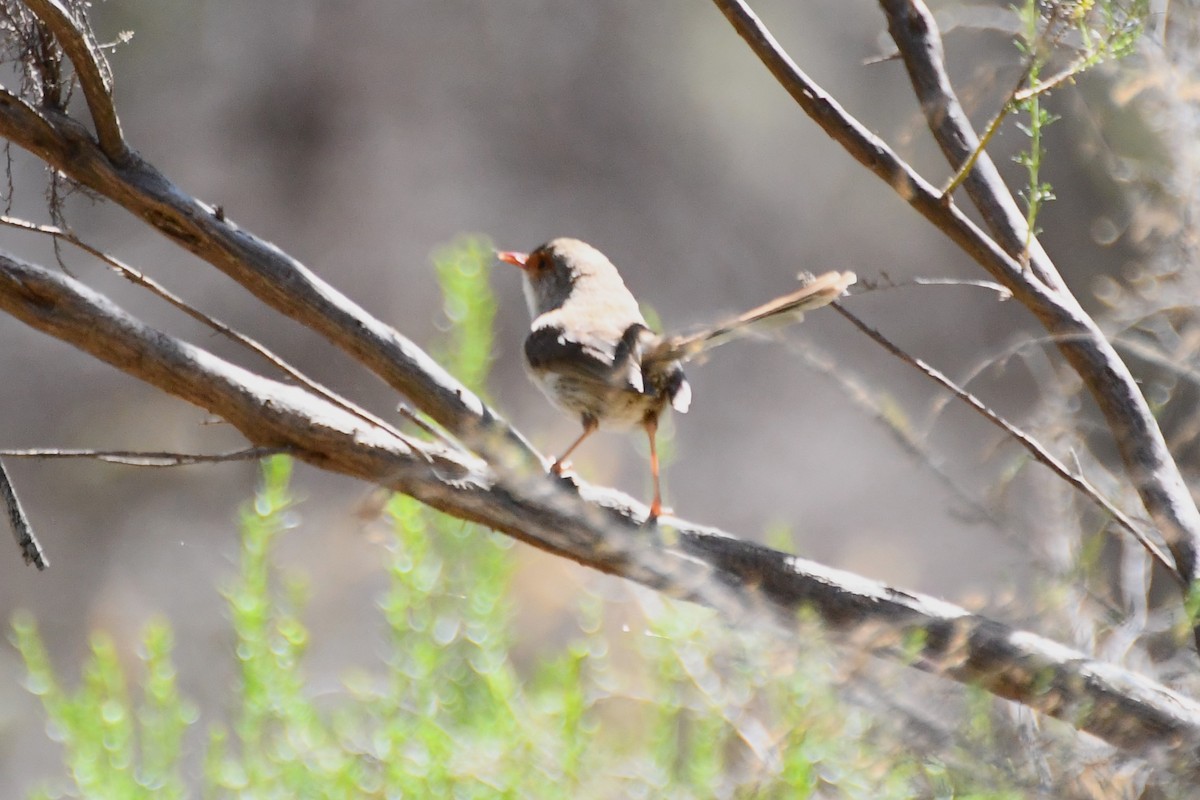 Superb Fairywren - ML611289825