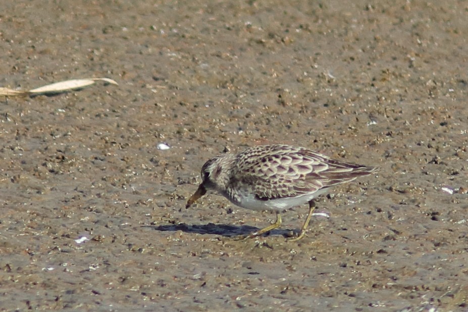 Least Sandpiper - ML611289856