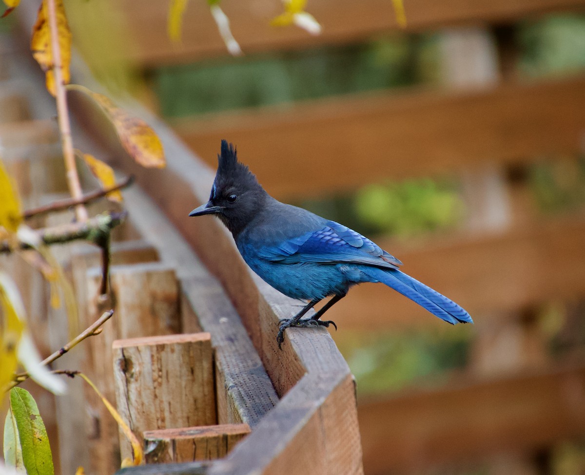 Steller's Jay - Julian Moulton