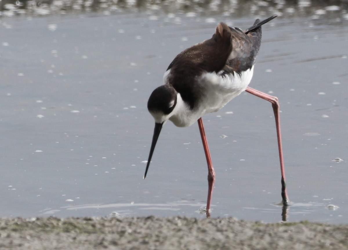 Black-necked Stilt - ML611290020