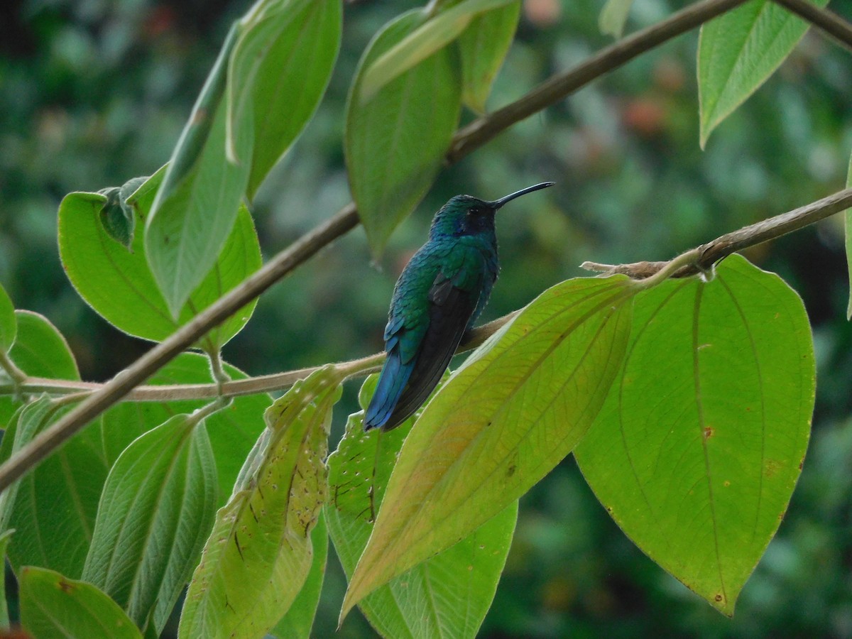 Colibrí Rutilante - ML611290021